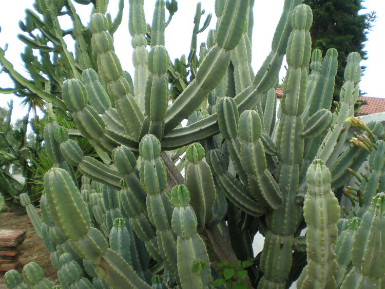 California Cactus