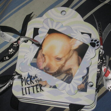 Pick of the litter