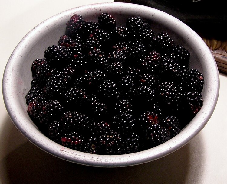 My boysenberry crop today!