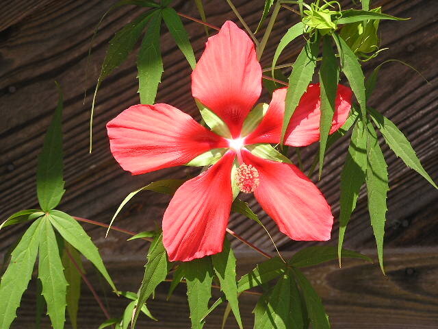 July Photo Fun - Texas Star Hibiscus- Mini #8 - T