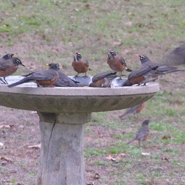 Robins in December! Only in East Texas!