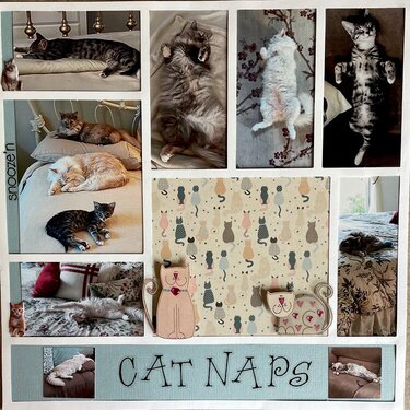 Cat Naps