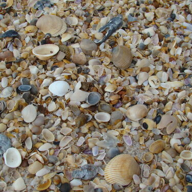 Seashells on the beach in St. Augustine FL