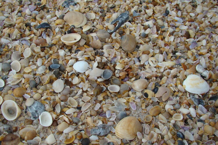 Seashells on the beach in St. Augustine FL