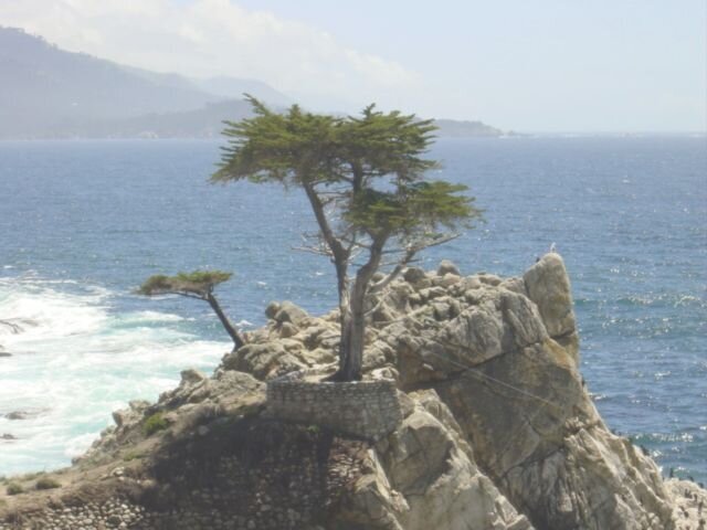 the lone cypress tree