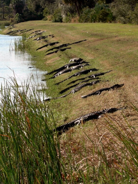 nov 15 - alligators