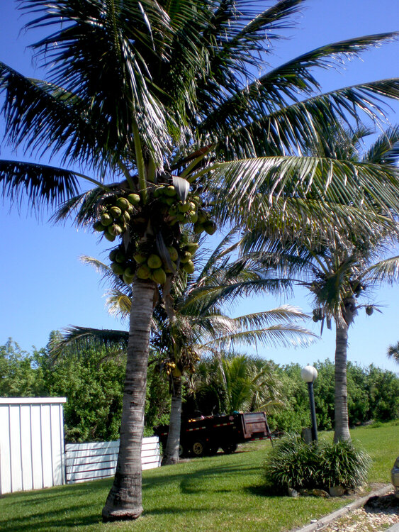 Mar 5 - coconut palms