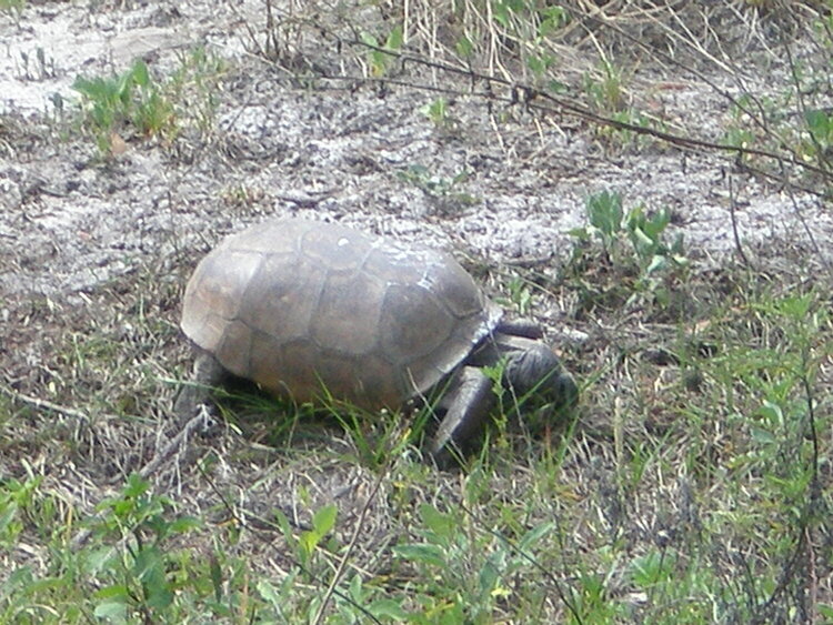 Nov 14 - Gopher tortoise