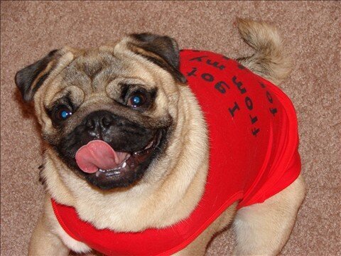 This is Parker in his &quot;I got up from my nap for this&quot; shirt!!