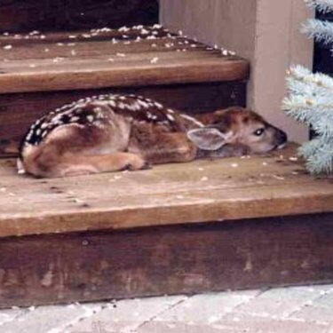 a baby fawn on r porch