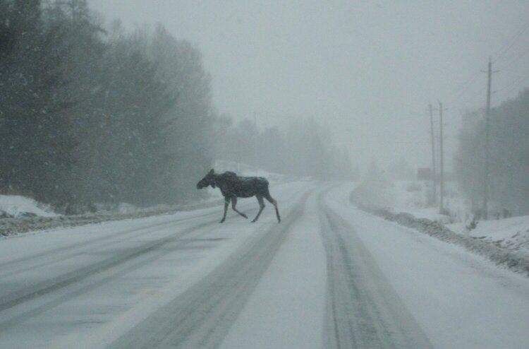 Moose on the Road