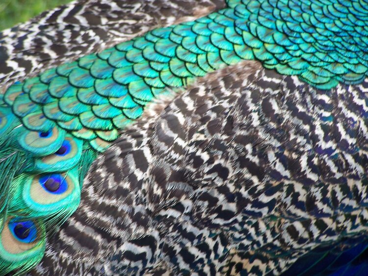Close up of a peacock&#039;s feathers