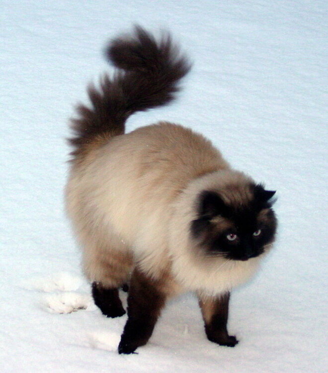 Mocha playing in the snow...he LOVES it...