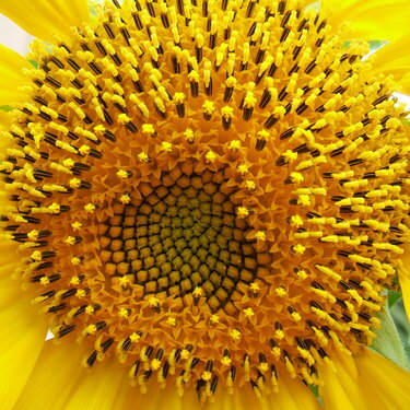 Center of Sunflower