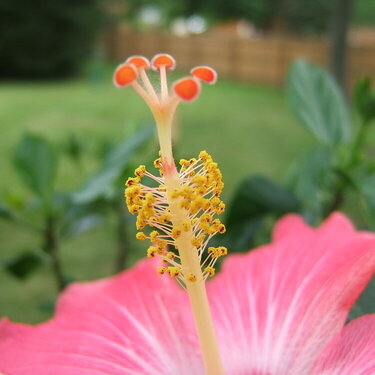Hibiscus Bloom