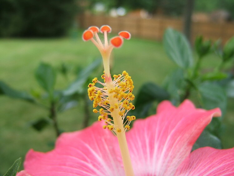 Hibiscus Bloom