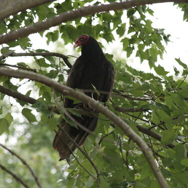 Turkey Vulture