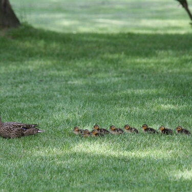 Fred &amp; Ethel&#039;s babies!