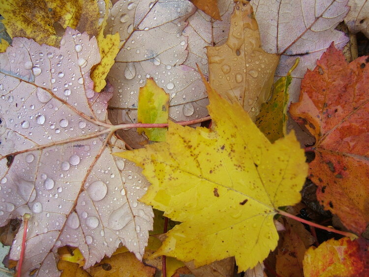 Fall Water Droplets