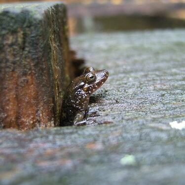 Smoky Mountain Lizard