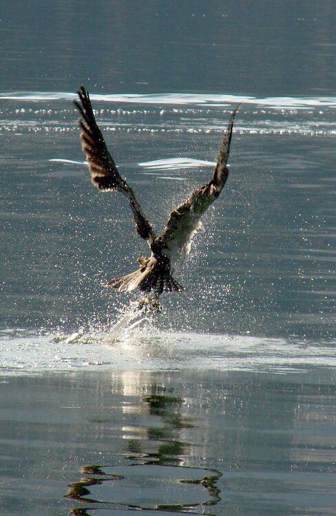 *Photo-a-Day* Challenge ~ Osprey on the Water