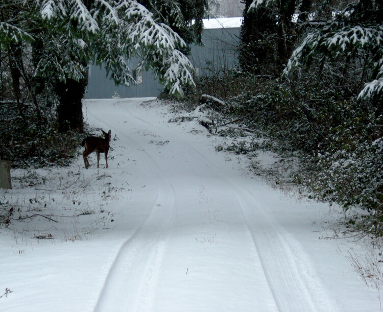 *Photo-a-Day* Challenge~ Bambi in the snow