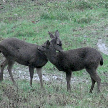 ~Photo-a-Day Challenge~ Deer Love