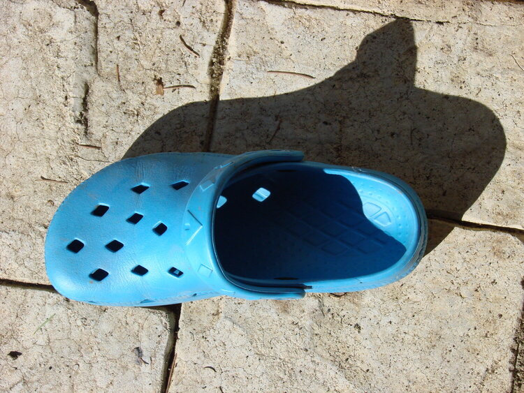 The Missing Croc??? Scary...LOL