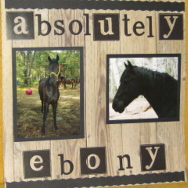 Absolutely Ebony, the perfect horse