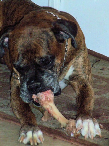 Duke and the Lamb bone