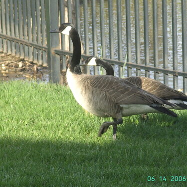 Los gansos canadienses alante de mi apt.