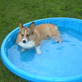 Sissy enjoying a cool swim.