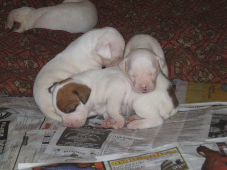 Sleeping Puppies