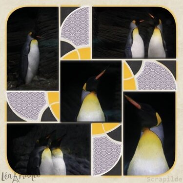 At the zoo - pinguins