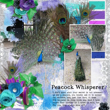 Peacock whisperer