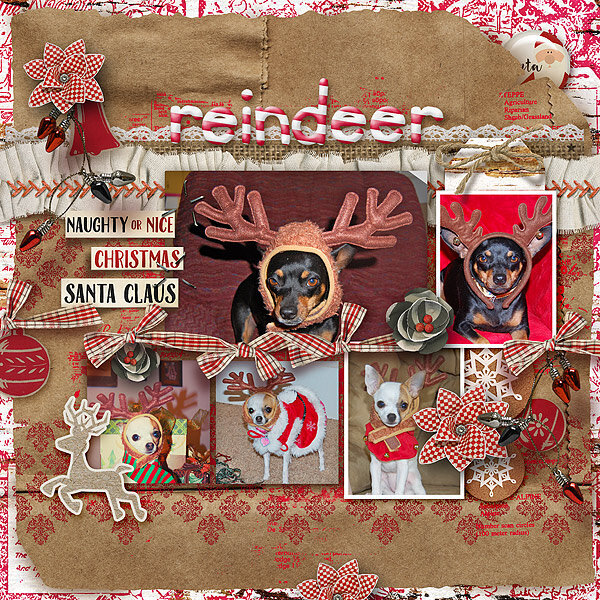 Reindeer Gallery