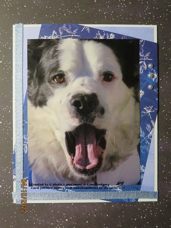 2022 Card #13 - Opera Dog Birthday Card