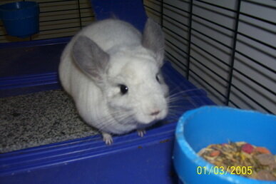 MY CHiNCHiLLA