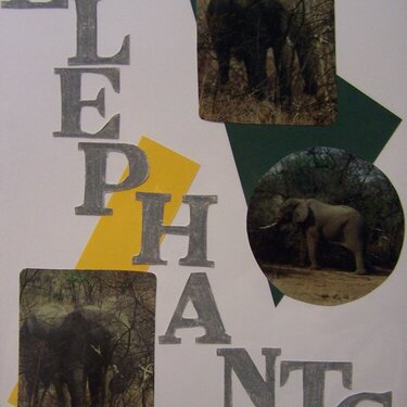South Africa- elaphants