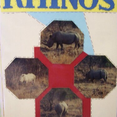 South Afrcia- Rhinos