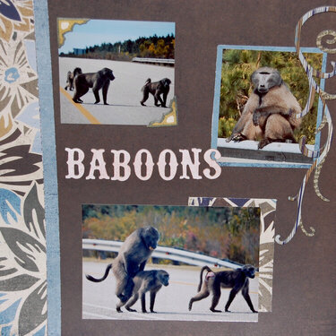 Baboons I