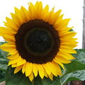 SUN FLOWER