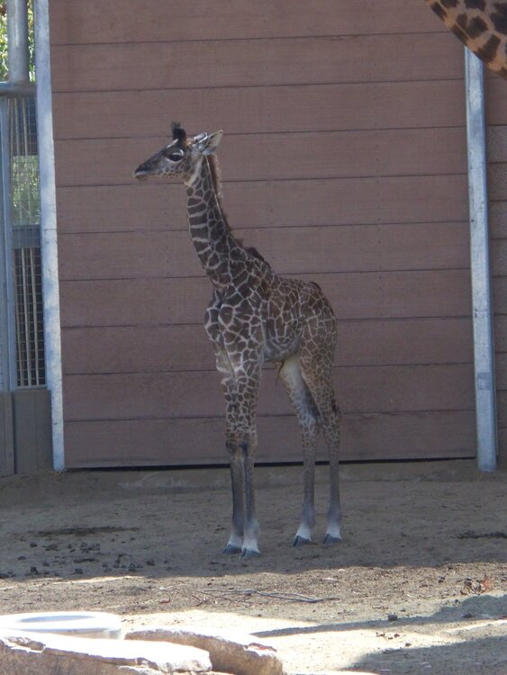 Baby Giraffe