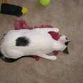 Daisy napping on her toy