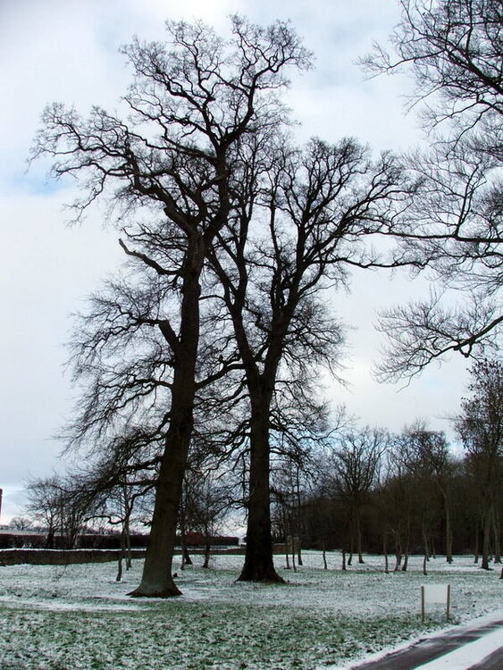 February Trees