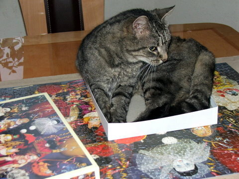 Cat in a puzzle