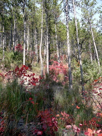 Birch Forest