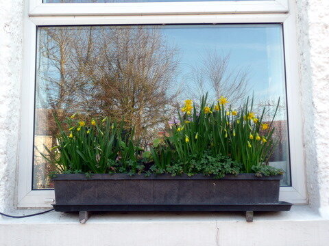 Flowers in my Window Box