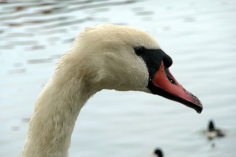 POD The Golden Swan