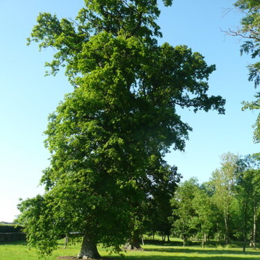 POD June Tree